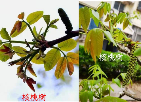 核桃芽（北京常见，易混淆）