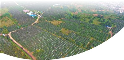 麦积区南山花牛苹果基地。麦积区委宣传部供图