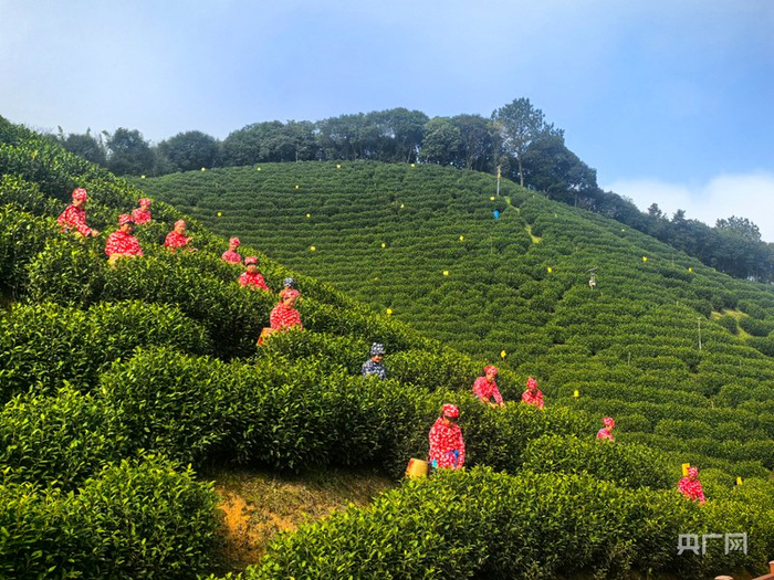 采茶工采摘今年的第一缕新绿（央广网发  宁国市委宣传部供图）