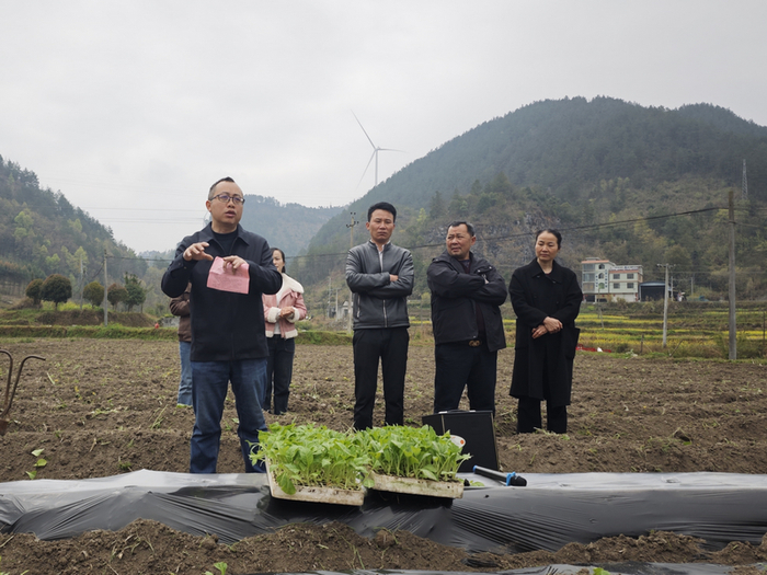 图为烟技员在田间讲解移栽操作要点。韦钦泉 摄