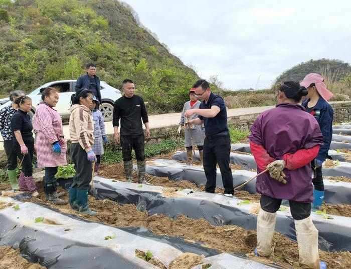 图为烟技员在田间为烟农示范移栽操作。韦钦泉 摄