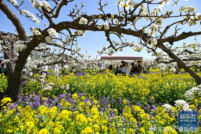 ↑ 4月6日，游客在河北省晋州市周家庄乡梨园里踏青赏花。新华社发（张晓峰摄）