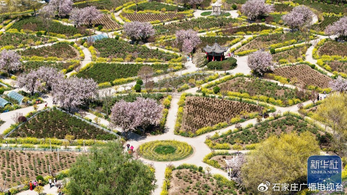 ↑ 4月6日，游客在河北省晋州市周家庄乡农旅观光园赏花游玩（无人机照片）。新华社发（梁子栋摄）