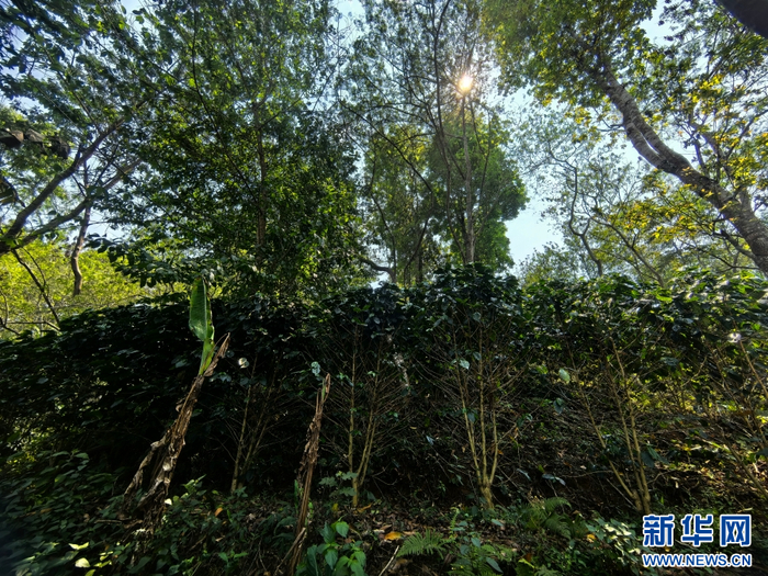 原雀咖啡庄园林下种植的咖啡（3月25日摄）。新华网发