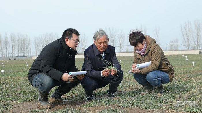 郭进考在田间地头查看小麦长势（央广网发  受访者供图）