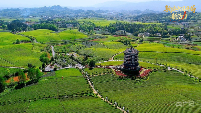 湄潭万亩茶海春日之景美不胜收（央广网记者  任振国  摄）