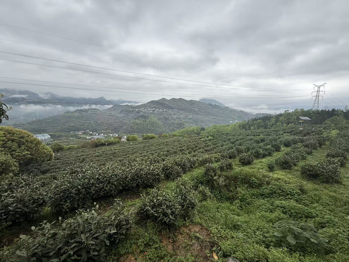 图为正安白茶基地