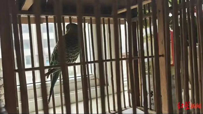 ▲当时套中的鹦鹉