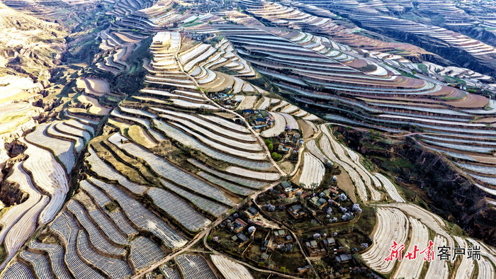 陇西县渭阳乡千亩大豆玉米带状复合种植示范基地。新甘肃·甘肃日报通讯员 谢磊摄