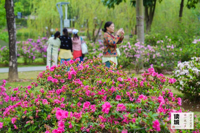 琴亭湖公园杜鹃花开。