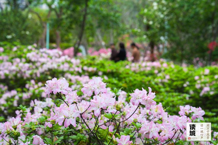 琴亭湖公园杜鹃花开。