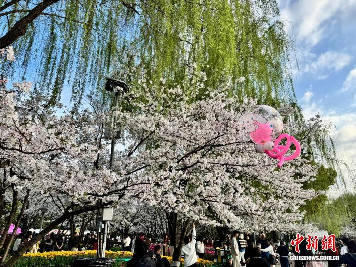 今年春天，在绍兴柯桥瓜渚湖畔，粉色气球与粉白色樱花相映成趣。陈晓 供图