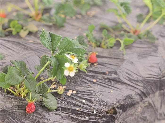 鲜红的草莓垂挂在藤蔓间。吴予琴 摄