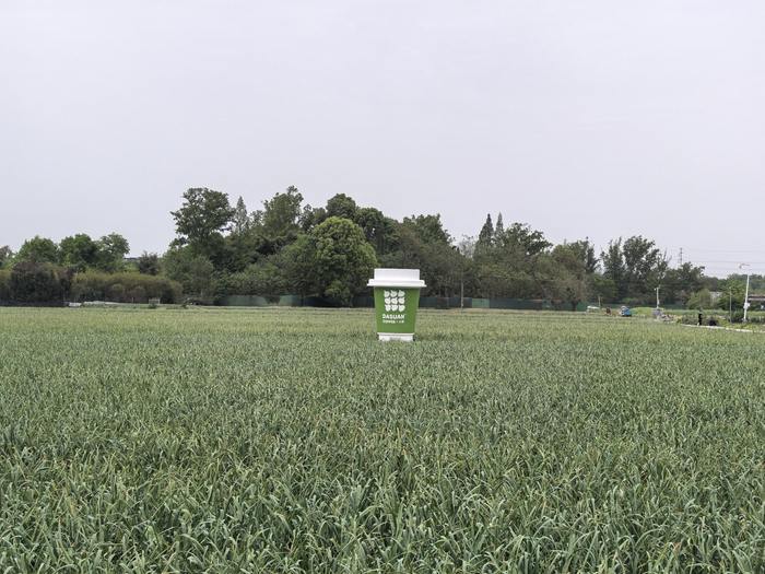 高山村里的大蒜田和大蒜咖啡杯标识。