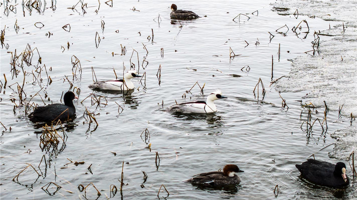 　两只“熊猫鸭”在水中嬉戏（管永新摄）