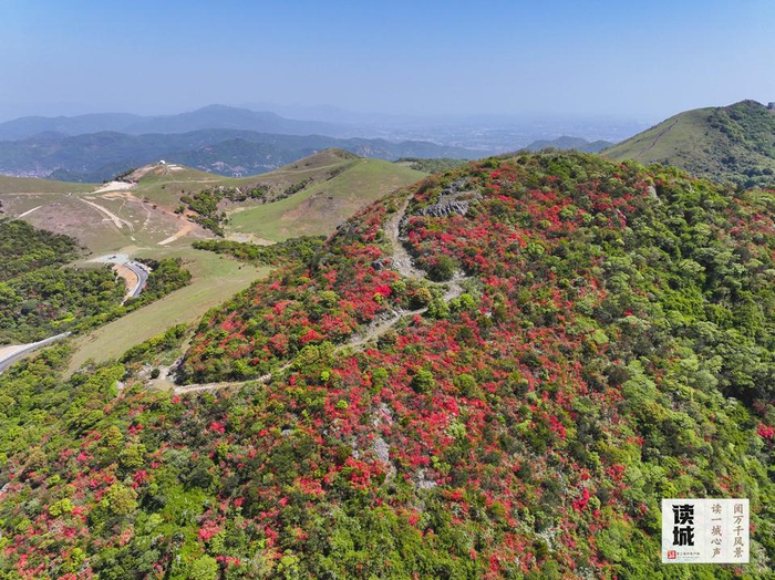 福清大姆山的映山红。