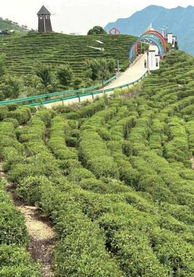 山阳县莲花茶厂生态茶园一角（3月30日摄）。通讯员 余振华 摄