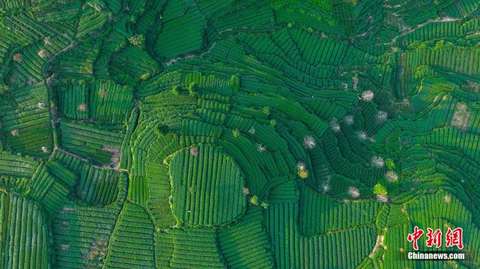  雅安名山区红星镇骑龙村万亩茶园基地。刘昌松 摄