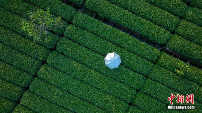  雅安名山区红星镇的采茶人。施少府 摄