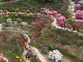 有“颜”又有“值” 朵朵春花点亮乡村致富路
