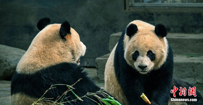  憨态可掬的大熊猫。李曜光 摄