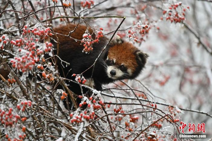  二郎山喇叭河景区内的小熊猫。殷后盛 摄