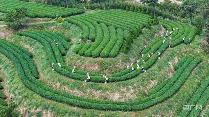 军营村茶园（央广网发  夏海滨  摄）