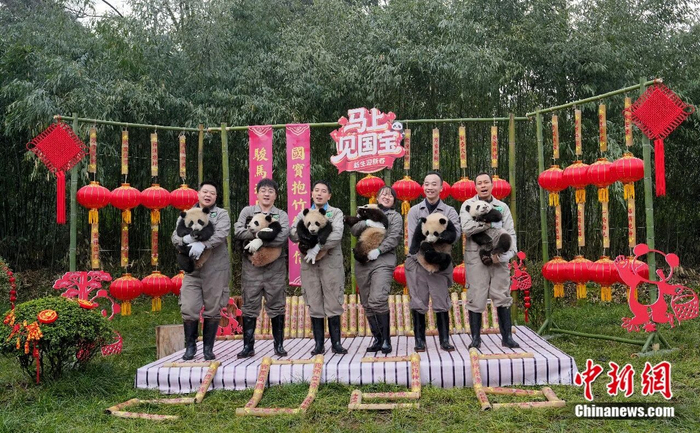  2月3日，大熊猫中心雅安碧峰峡基地“2025级”新生大熊猫宝宝亮相。中新社记者 安源 摄