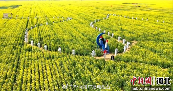 图为太极拳爱好者在油菜花里表演太极拳。 许朋钰 摄