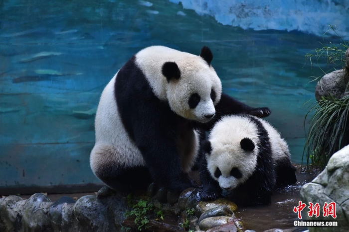  可爱的大熊猫。桊玲英 摄