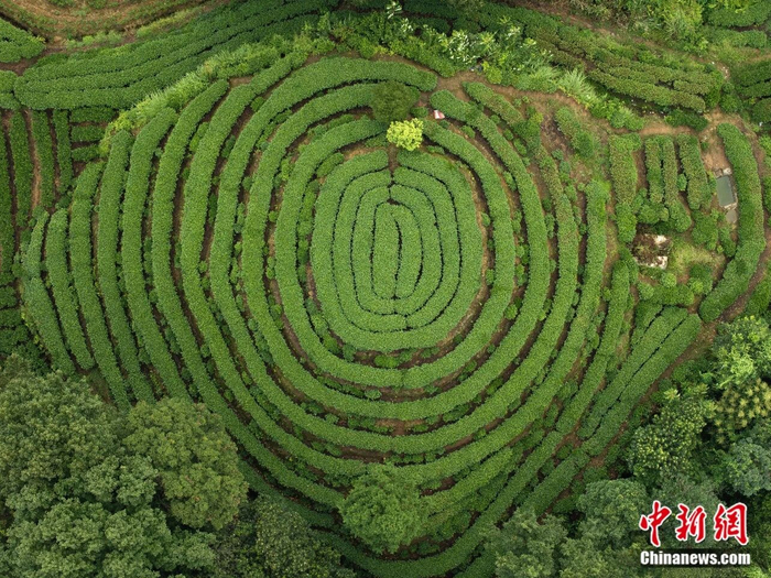  雅安名山区茶园“大地指纹”景观。杨志涛 摄