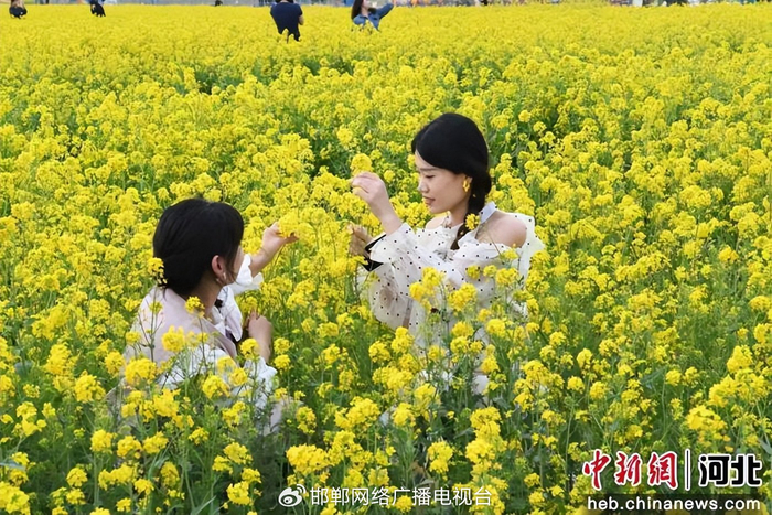 图为游客在油菜花里打卡拍照。 许朋钰 摄