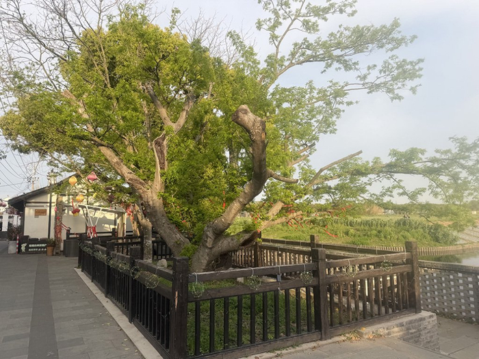 七灶老街上的百年皂荚树已成二级保护名木。澎湃新闻记者 邹娟 见习记者 洪旭东 图