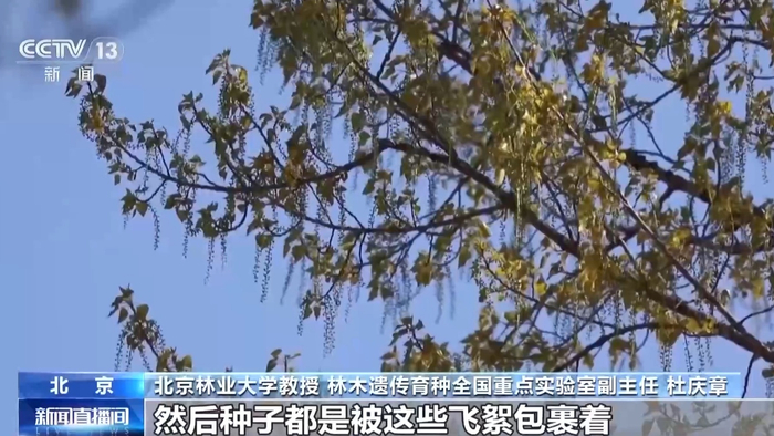 视频丨杨柳树为何飞絮？如何防范？专家解析|杨树|北京市|花序|药物|胶囊_新浪新闻