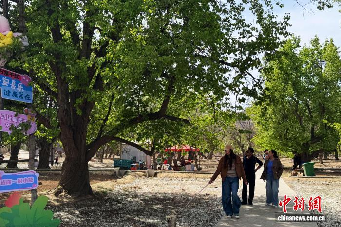4月10日，宁夏中卫市南长滩村百年梨园，游客漫步赏景。中新网记者 李佩珊 摄