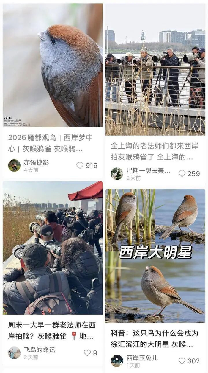 灰喉鸦雀现身徐汇滨江，吸引了大量摄影爱好者和观鸟爱好者前往蹲守