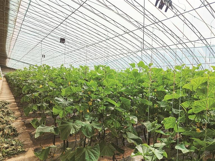  ●本报记者 安娜 文/图