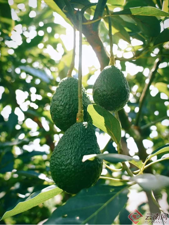 孟连牛油果种植区。 何宣颖 摄