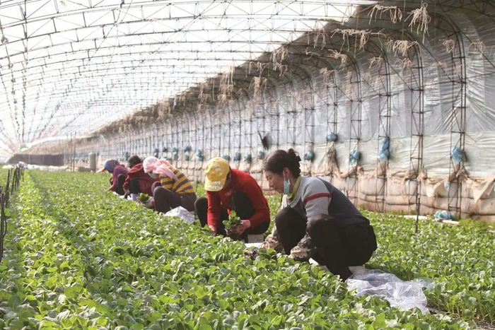 滦南县坨里镇艳阳天蔬菜专业种植合作社内工人们正在起苗。