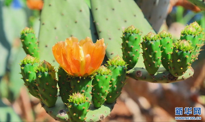 2026年3月31日，云南省文山壮族苗族自治州文山市庄子田村种植的仙人掌花朵盛开。新华网 刘馨蔚 摄