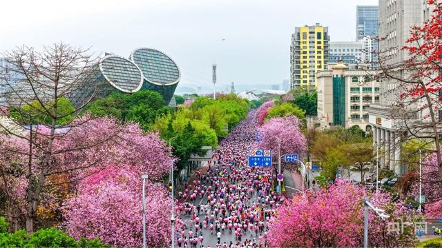 市民群众在紫荆花下开跑（央广网记者 梁瑜琳 摄）