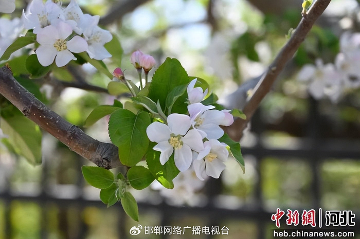 图为相公庄苹果花一角。 赵子斌 摄