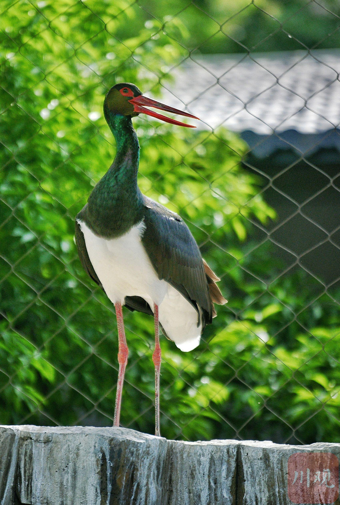 生活在成都动物园里的黑鹳。