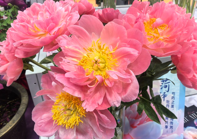 展会上的“夏威夷珊瑚粉”芍药花，花瓣颜色会随着花期逐渐变淡，花朵娇艳美丽吸引参观者驻足观看。新华社记者 韩佳诺 摄