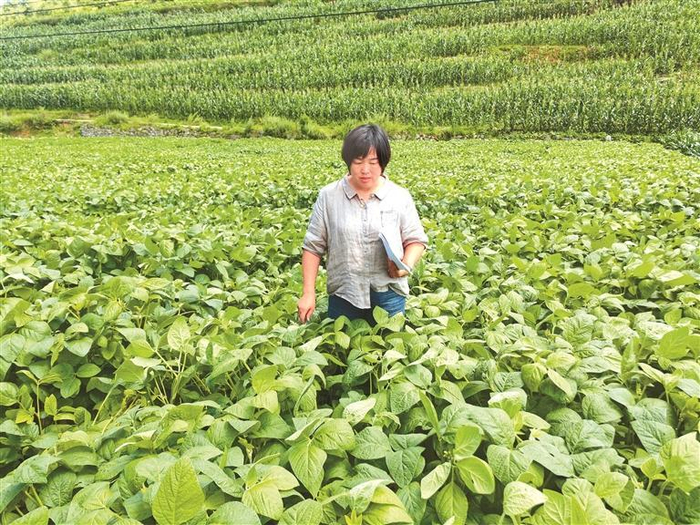 陈佳琴在毕节市大方县大豆示范种植基地调研。贵州日报天眼新闻记者 张云开 摄
