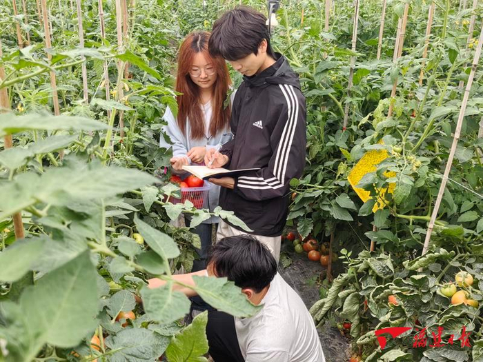 福建农林大学番茄科研团队在田间作业。