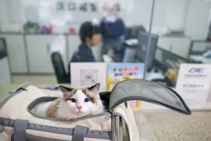 4月11日，在湖北省武汉市汉口站，一只宠物猫等待办理宠物承运手续。 新华社记者伍志尊摄