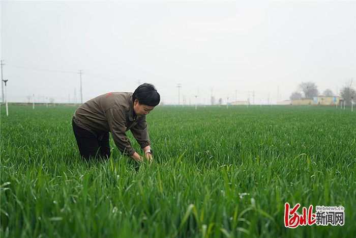 4月9日，赵县光辉农业机械服务专业合作社负责人姚风娟在农田内查看麦苗生长情况。河北日报记者赵墨摄