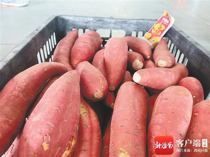 昌江广凌公司种植的甘薯。