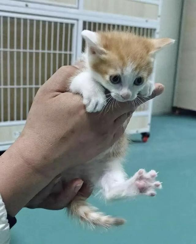 克隆猫“扬扬”。 受访者供图